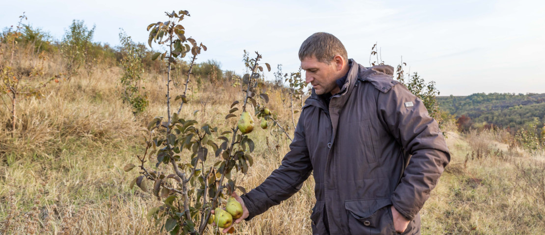 Cum se cultivă perele în Moldova. O vizită în livada lui Mihai Gorgos din Băcioi