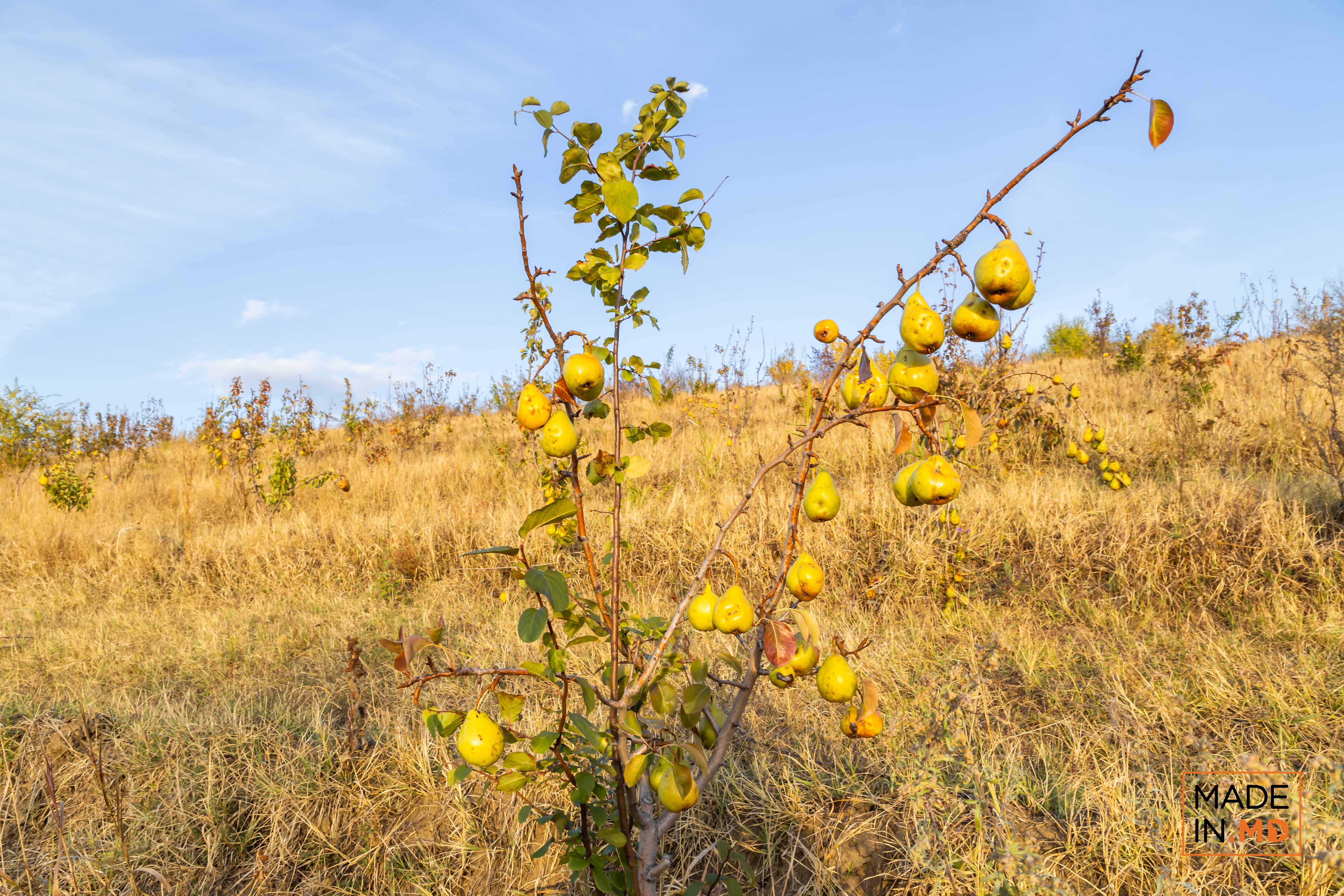 Cum se cultivă perele în Moldova. O vizită în livada lui Mihai Gorgos din Băcioi