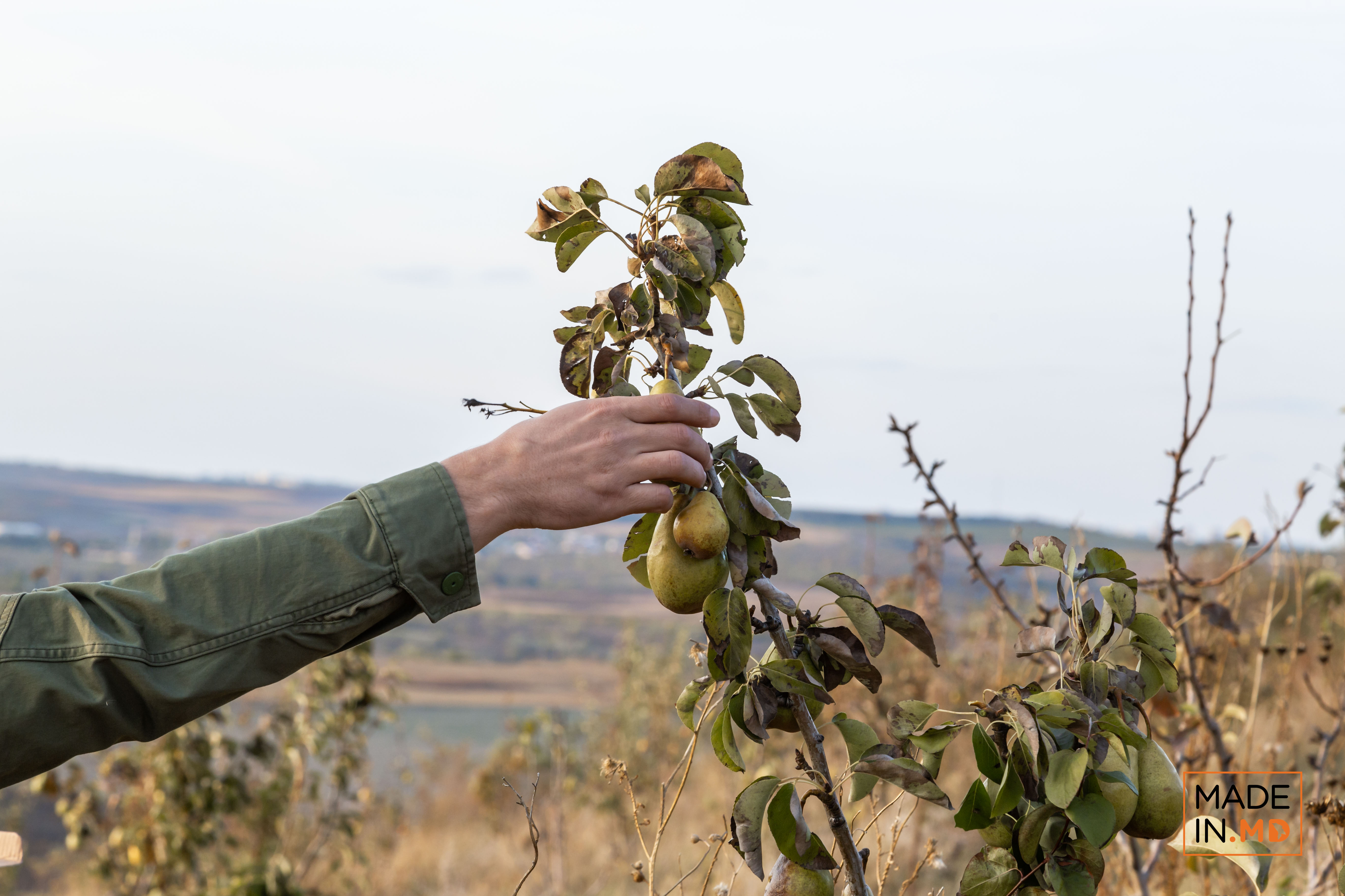 Как выращиваются груши в Молдове. В роще Михая Горгоса из Бэчой