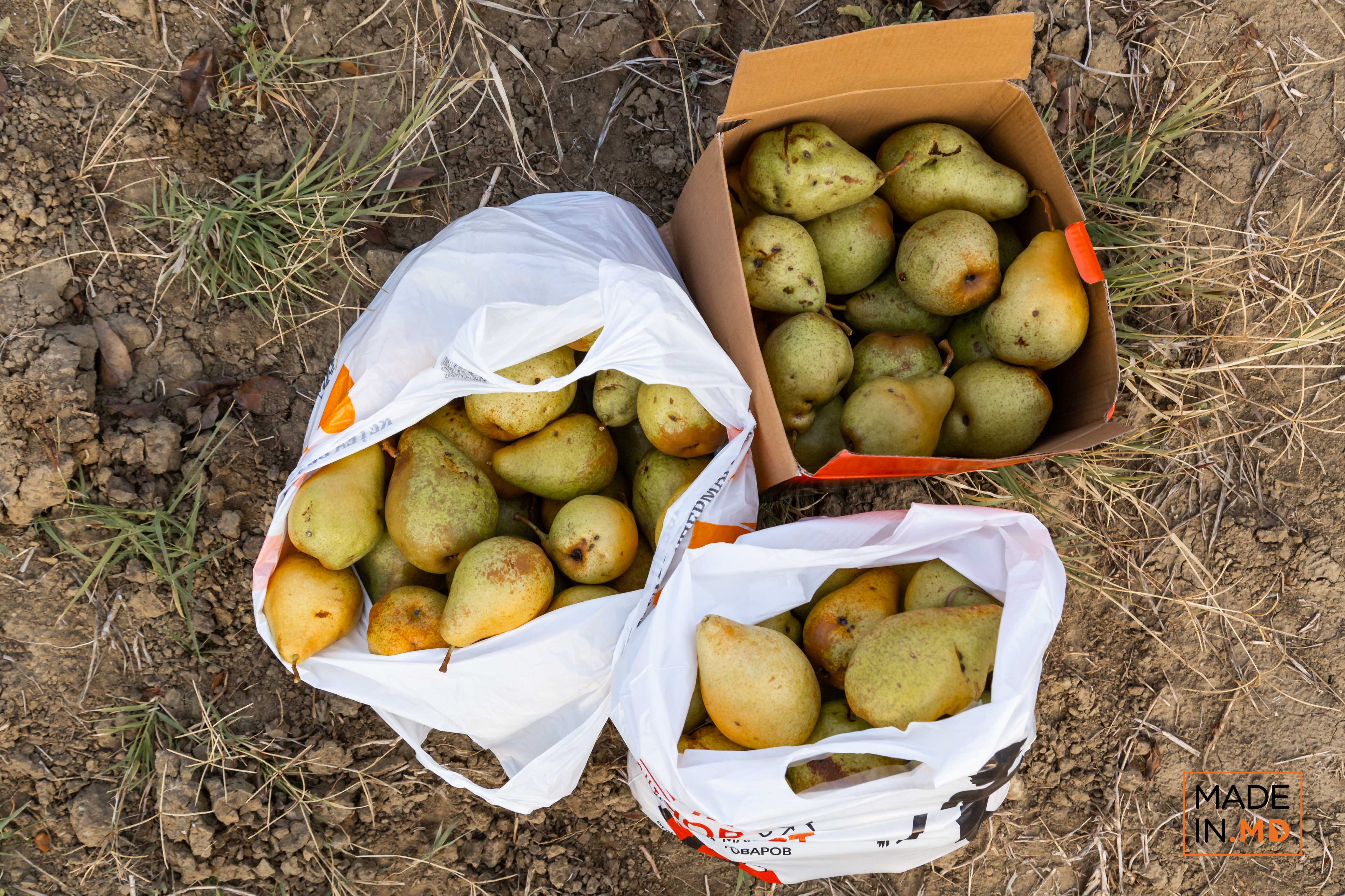Как выращиваются груши в Молдове. В роще Михая Горгоса из Бэчой